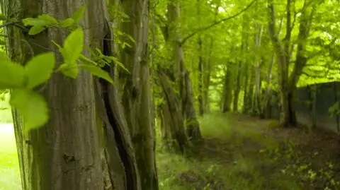 "Nowa Maja w ogrodzie": klimatyczna aleja grabowa najdzikszą częścią ogrodu w Nałęczowie