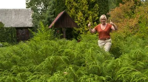 "Nowa Maja w ogrodzie": niewymagająca mikrobiota syberyjska zimą zmieni kolor