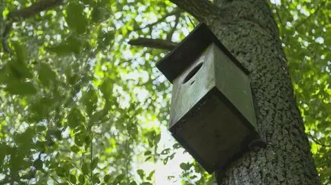 "Nowa Maja w ogrodzie": ogród odpowiedni dla ptaków