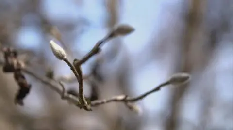 Nowa Maja w ogrodzie: Ogród wiosną