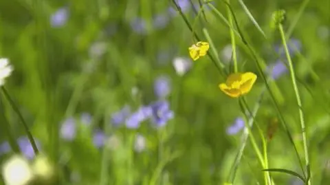 "Nowa Maja w ogrodzie": Oszałamiająca "pełnoletnia" łąka kwietna