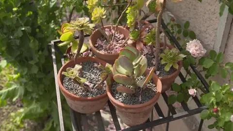 Nowa Maja w ogrodzie: Rośliny doniczkowe odporne na upały