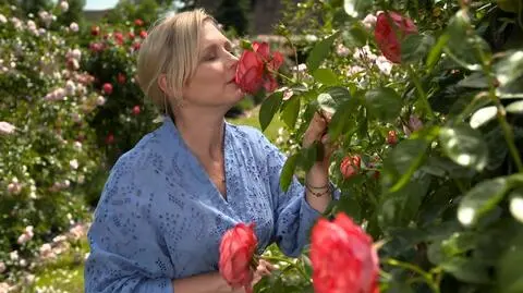"Nowa Maja w ogrodzie": różane rabaty rozciągają się tu na 150 metrach kwadratowych!