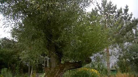 "Nowa Maja w ogrodzie": stare drzewa w ogrodzie dodadzą mu naturalności i klimatu