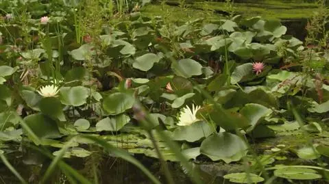 Nowa Maja w ogrodzie: Staw porośnięty liliami