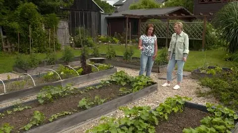 W 20. odcinku 5. sezonu programu "Nowa Maja w ogrodzie" zabraliśmy was do Garwolina, do przydomowego ogrodu rodziny miłośników ogrodnictwa oraz majsterkowania. Wszystko co tu się znajduje, gospodarze stworzyli sami: ziemną piwniczkę, kwietne rabaty, ścieżki z otoczaków oraz warzywnik. Ten ostatni swoją przestrzenią zachwycił Maję Popielarską. 