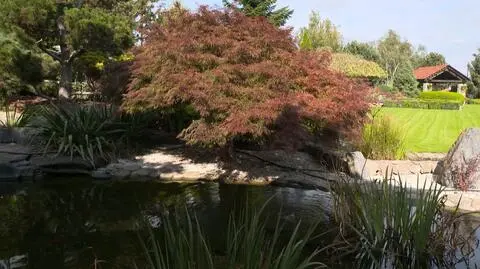 Naturalny i symboliczny ogród japoński. Rośliny, woda, kamienie