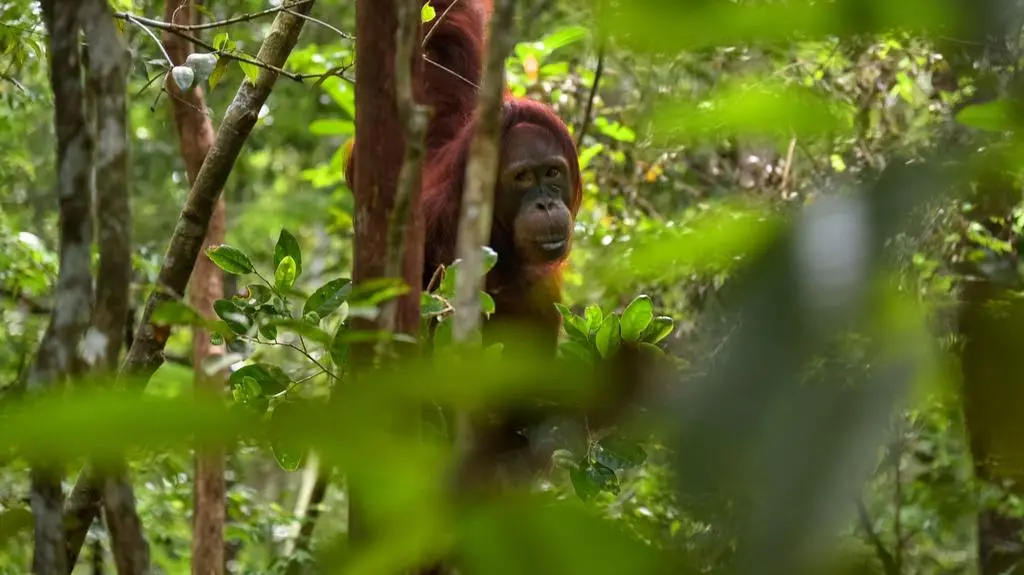 Orangutan