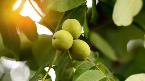 Orzech włoski – odmiany, uprawa i pielęgnacja drzewa w ogrodzie