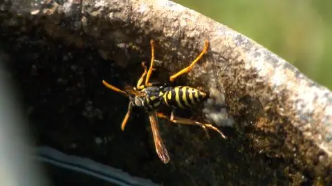 Sprawdzone sposoby na to, jak pozbyć się os i szerszeni