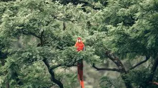 Papuga 