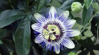 Passiflora 1.jpg