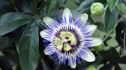Passiflora (męczennica) – uprawa i pielęgnacja kwiatu