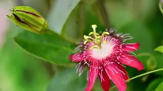 Passiflora 2.jpg