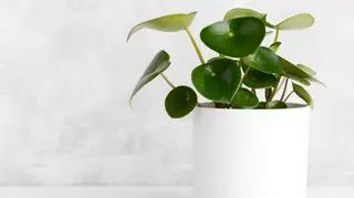 Peperomia 1 (raindrop).jpg