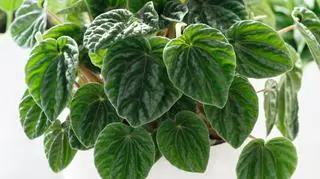 Peperomia 2 (caperata).jpg