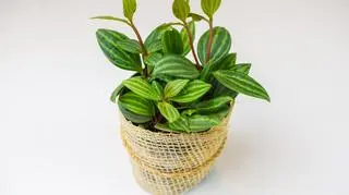 Peperomia 3 (puteolata).jpg