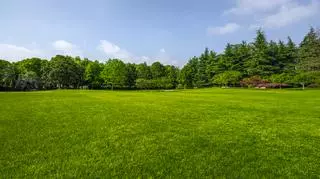 Piękna zielona trawa w ogrodzie. Jak ją osiągnąć?