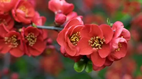 Pigwowiec: uprawa i pielęgnacja. Jak wyglądają owoce?