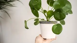 Pilea - 1 [peperomioides].jpg