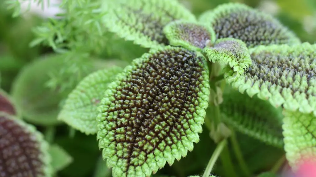 Pilea - 4 [involucrata].jpg