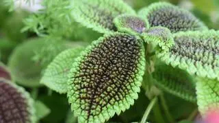 Pilea - 4 [involucrata].jpg