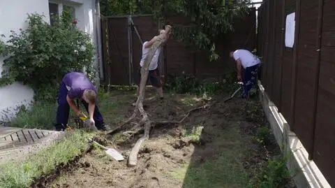 "Polowanie na ogród": korzeń na działce