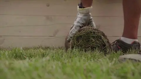 Trawa z rolki. Zalety i wady trawy z rolki