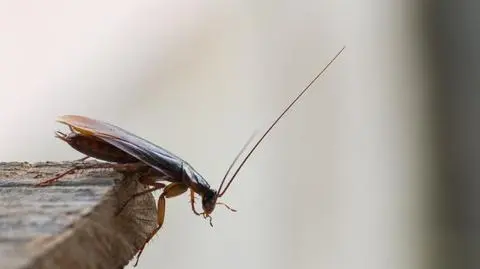 Prusaki w domu – zwalczanie. Jak się ich pozbyć?