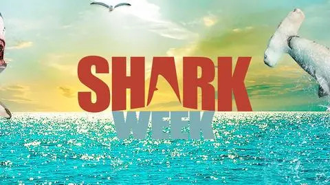 Oglądaj SHARK WEEK już od 1 sierpnia na Discovery Channel!