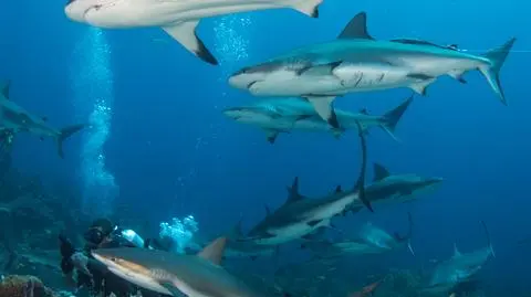 Rekiny w sieci: krwawe polowanie | SHARK WEEK 2019