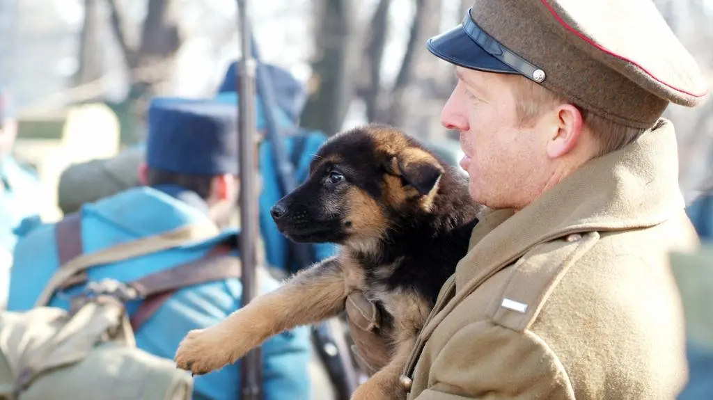 Rin tin tin