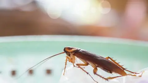 Robaki w domu - jak się ich skutecznie pozbyć? Rodzaje, wygląd