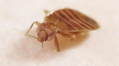 Pluskwa domowa – zwalczanie. Jak się pozbyć pluskiew z domu