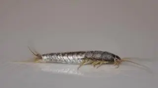 Robaki w domu - rybik cukrowy.jpg