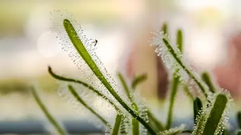 Rosiczka – uprawa i pielęgnacja rośliny w domu. Jakie są odmiany?