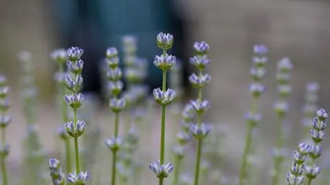 Rośliny odstraszające komary