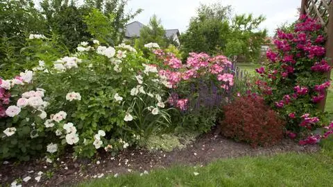 Jakie odmiany róż kwitną najdłużej? Jakie róże wybrać do ogrodu?