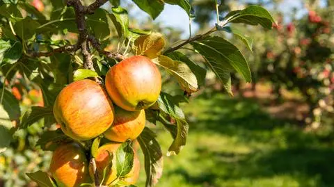 Jak założyć sad? Mamy kilka wskazówek