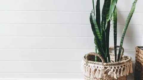 Sansewieria – uprawa, pielęgnacja i odmiany. Czy roślina oczyszcza powietrze?