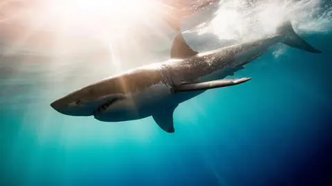 SHARK WEEK 2020: Sezon na rekiny