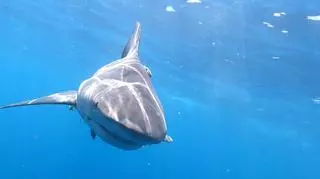 Sharkweek rekin w wodzie
