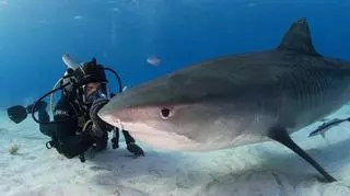 sharkweek rekin z nurkiem