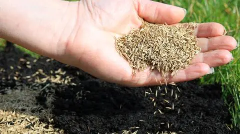 Kiedy siać trawę?