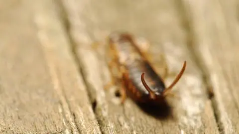Skorek w domu – zwalczanie. Jak pozbyć się owada?