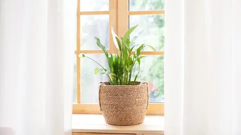 Skrzydłokwiat – uprawa, odmiany i pielęgnacja. Jakie ma wymagania?