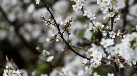 Śliwa tarnina – uprawa i pielęgnacja w ogrodzie. Jakie ma wymagania?