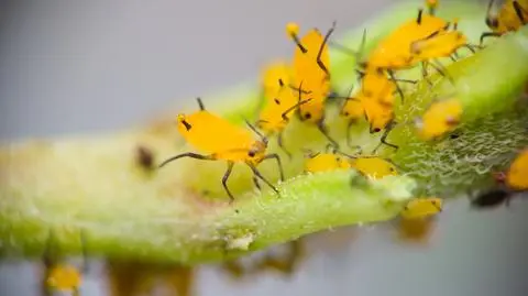 Sprawdzone sposoby na mszyce - poznaj metody zwalczania szkodników