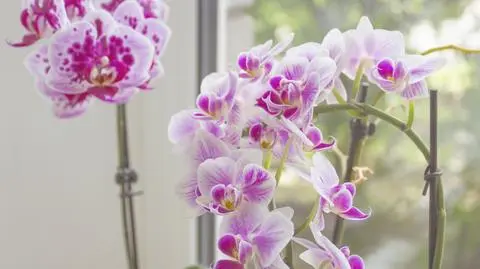 Jak dbać o storczyki?