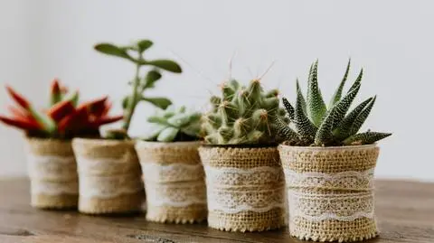 Sukulenty – rodzaje i odmiany. Jak je uprawiać i podlewać?